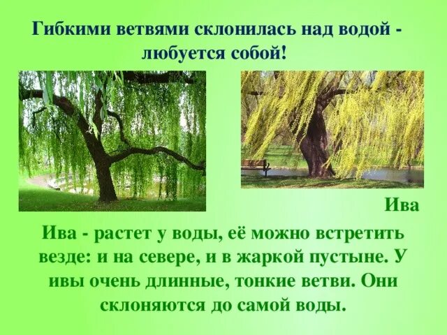 Ветка склонилась. Плакучая ива. Плакучая береза. Дерево над рекой. Плакучая ива листья.