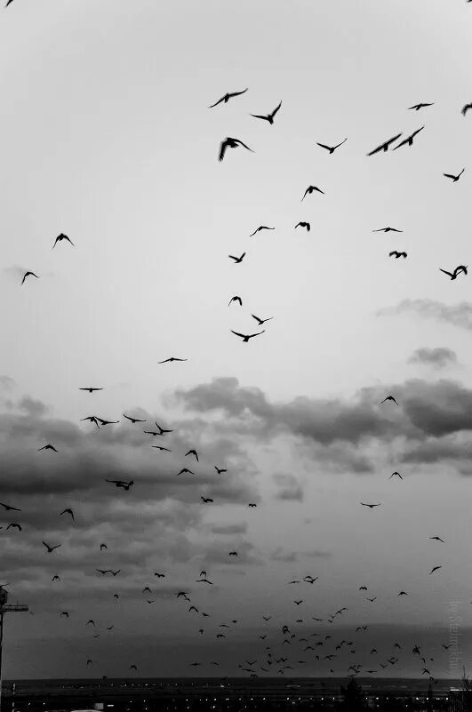 в сером небе птицы. птицы улетают. птицы в небе. в сером небе птицы. стая ворон.