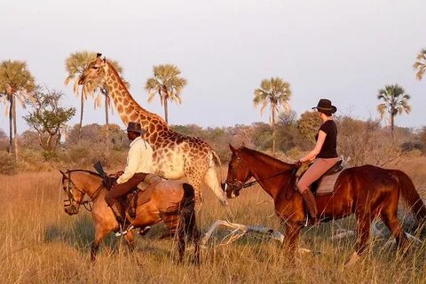 Safari romance
