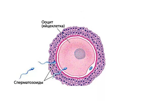 Размер яйцеклетки рыбы. Оплодотворение яйцеклетки гистология. Строение яйцеклетки человека. Строение яйцеклетки животных. Яйцеклетка строение рисунок.