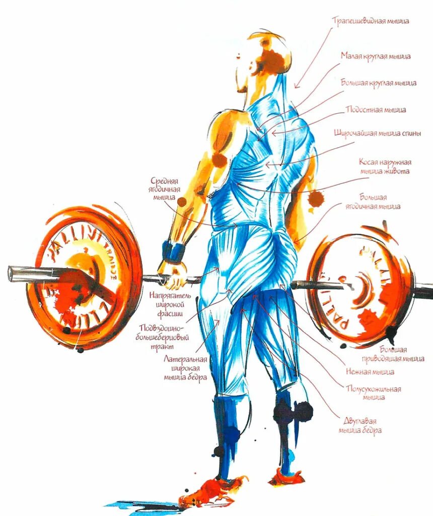 На велосипеде качаются мышцы. Мышцы задействованные в становой тяге. Мышцы работающие при становой тяге. Становая классика мышцы. Работа мышц при становой тяге.