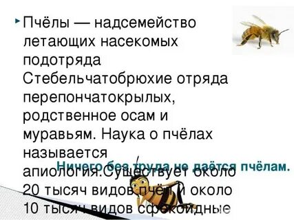 Наука изучающая пчел