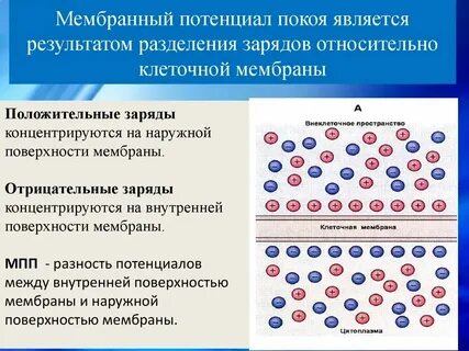 Заряд мембраны клетки в покое
