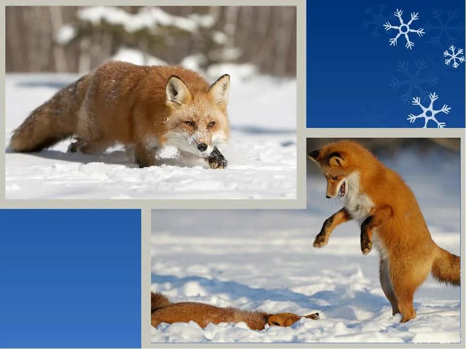 Жизнь животных зимой. Зимующие животные для детей. Животные зимой презентация для детей. Поведение животных зимой. Изменения животных зимой 5 класс биология