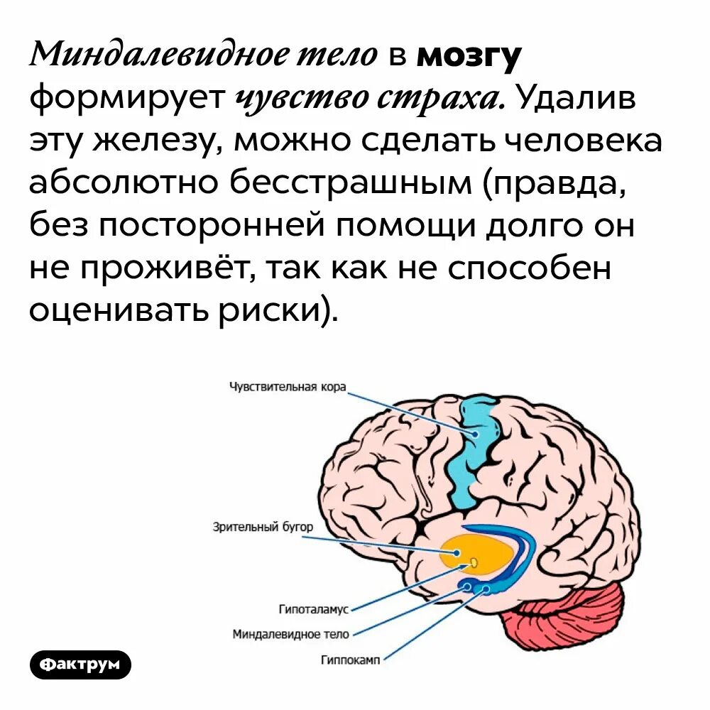 Железа мозга 7. Интересные факты о нервной системе. Миндалевидное тело. Области мозга. Интересные факты о мозге.