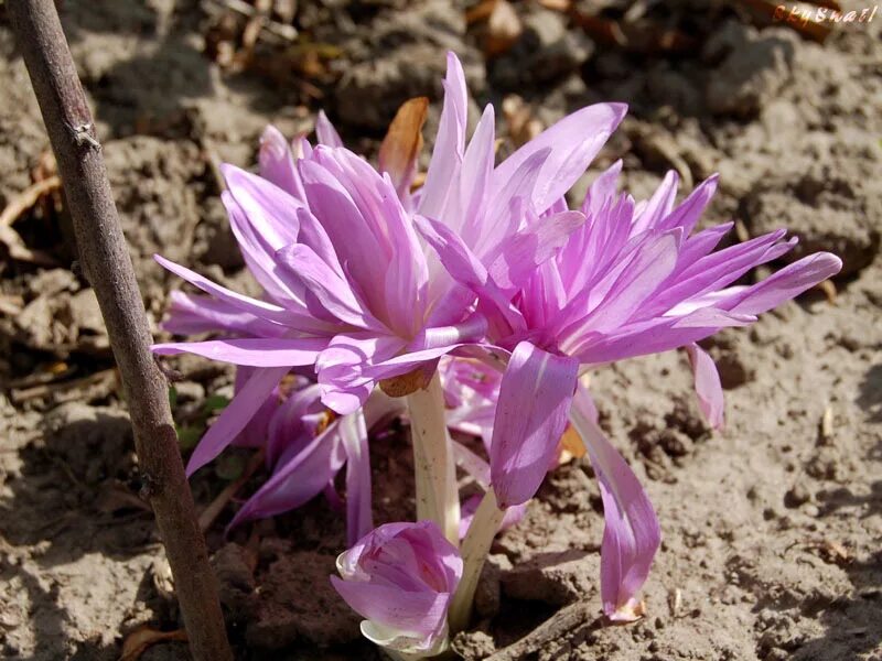 Безвременник осенний луковица. Цветок колхикум безвременник. Колхикум безвременник. Колхикум(безвременник,осенний крокус). Безвременник-колхиниум.