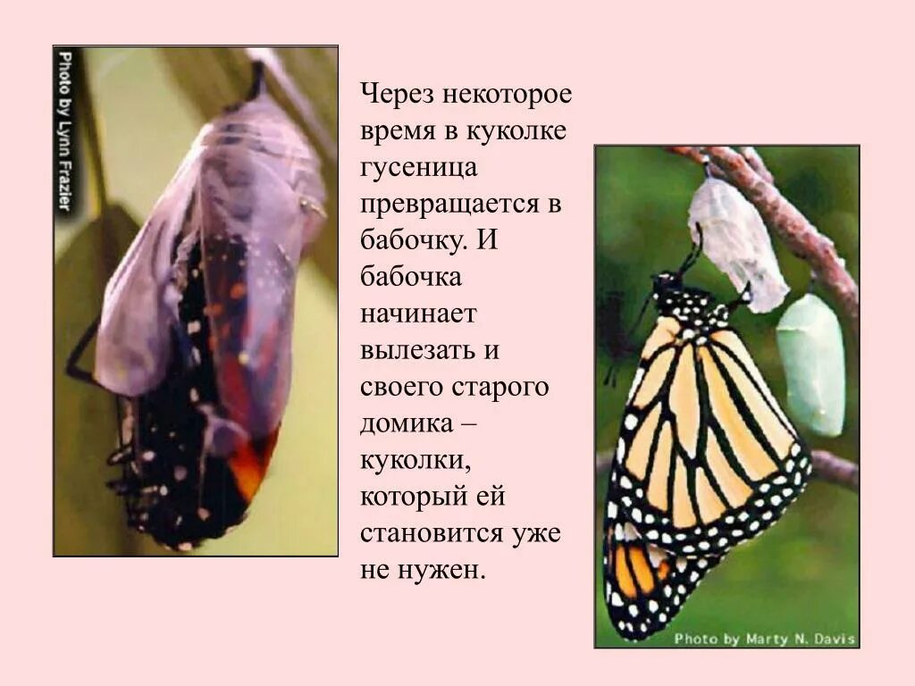 Через сколько гусеница превращается в бабочку. Превращение из куколки в бабочку. куколка превращается в бабочку. рождение бабочки из куколки. гусеница превращается в бабочку.