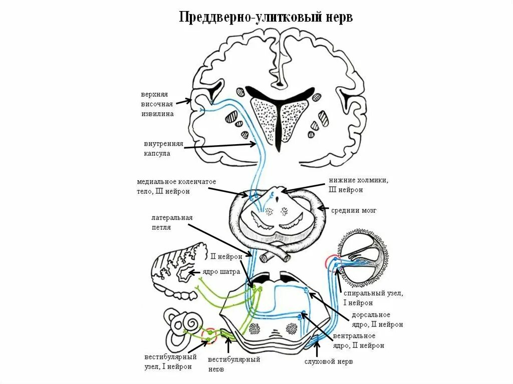 8 Пара черепных нервов схема. Преддверно-улитковый нерв схема. 8 Пара черепных нервов анатомия схема. Проводящий путь преддверно улиткового нерва.