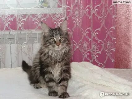 Ходила куна