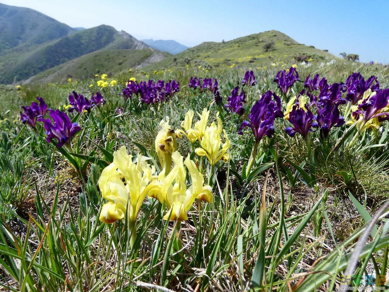 белый цветок крым. сон трава в крыму. цветы крыма названия. травянистые растения горного крыма. дикие растения крыма.