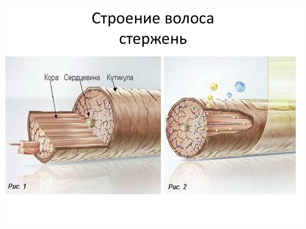 Строение стержня волоса строение. Строение стержня волоса рисунок. Строение стержня Вооса кутиа. Строение волоса в разрезе.