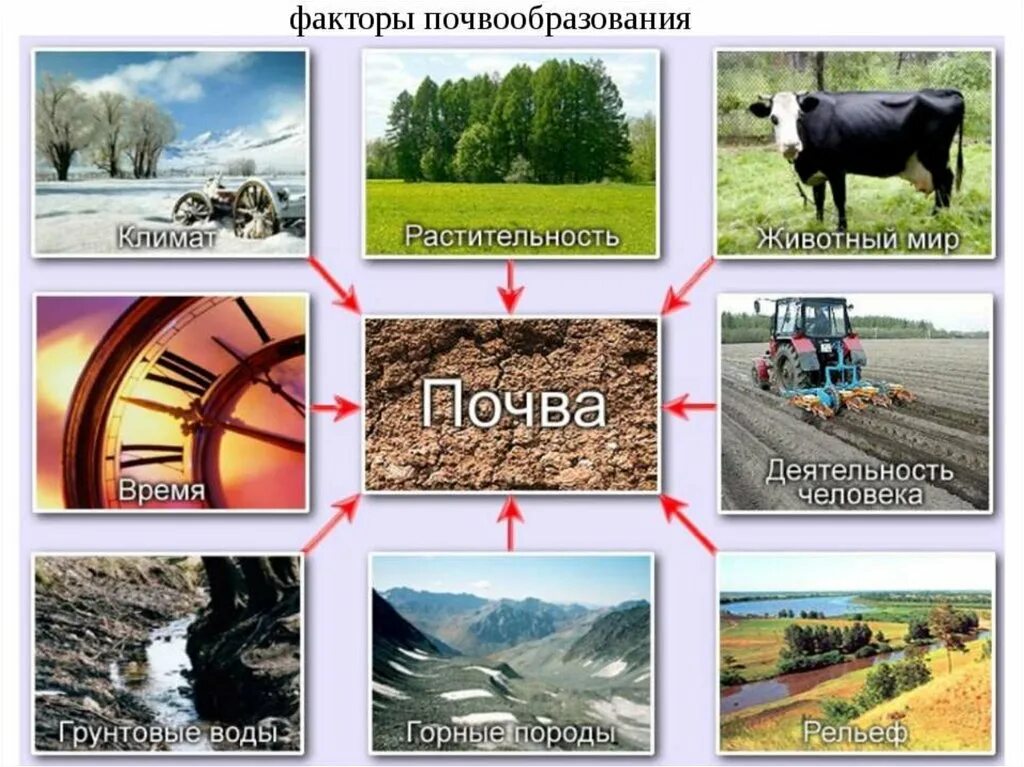 Почва урок географии 8 класс. Образование почвы факторы почвообразования. Схема почвообразующие факторы 8 класс. Почвообразующие факторы почвы. Почвообразующие факторы Докучаева.