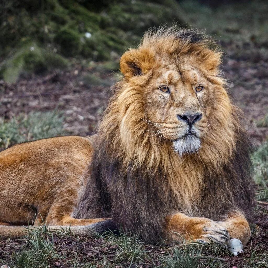 дворняжки лаяли на льва а лев. лев картинки. царь дверей. лев царь зверей. царь животных лев.