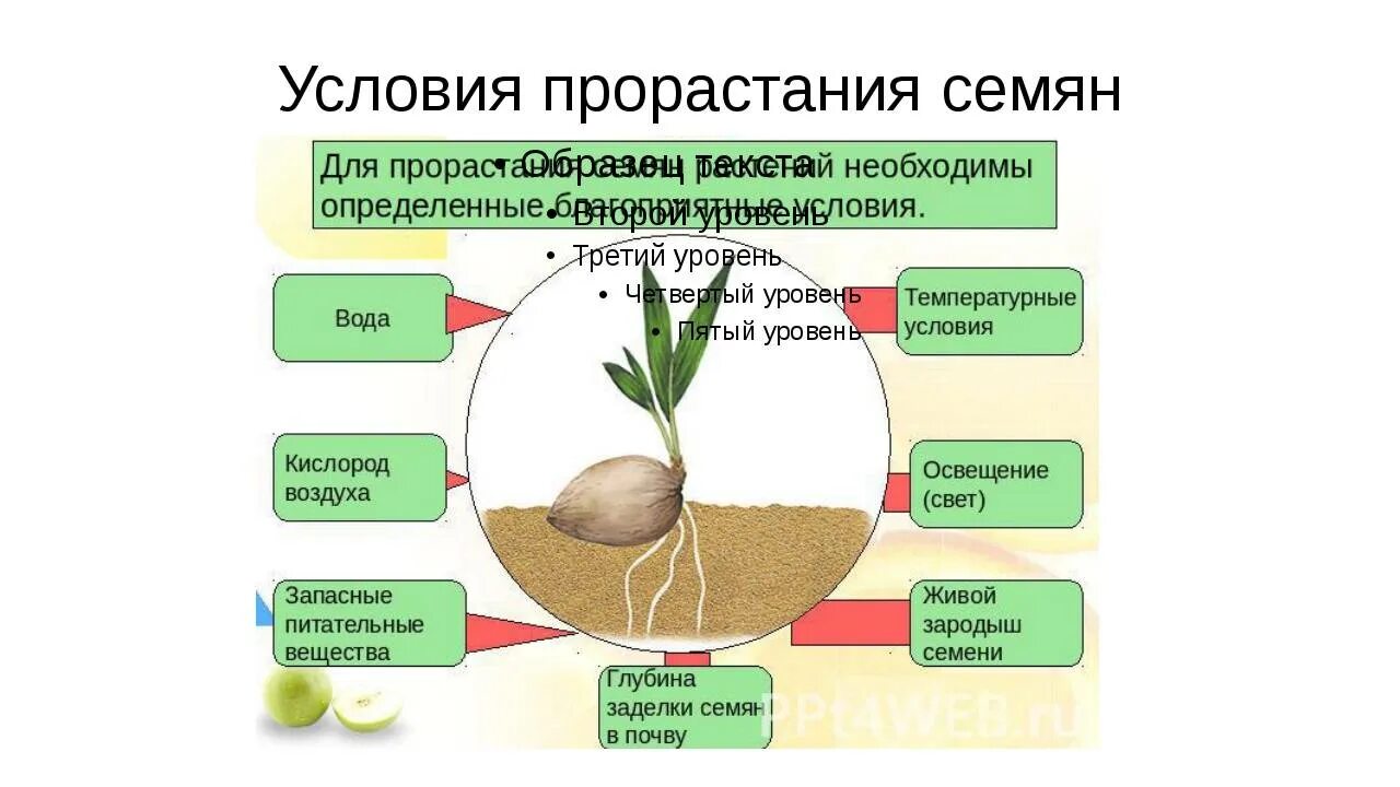 Влияние какого развития проростков иллюстрирует данный опыт. Условия необходимые для прорастания семян. Биология 6 класс прорастание семян условия прорастания. Условия прорастания семян 6 класс. Условия прорастания семян 6 класс биология.