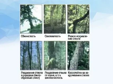 Классы формы ствола