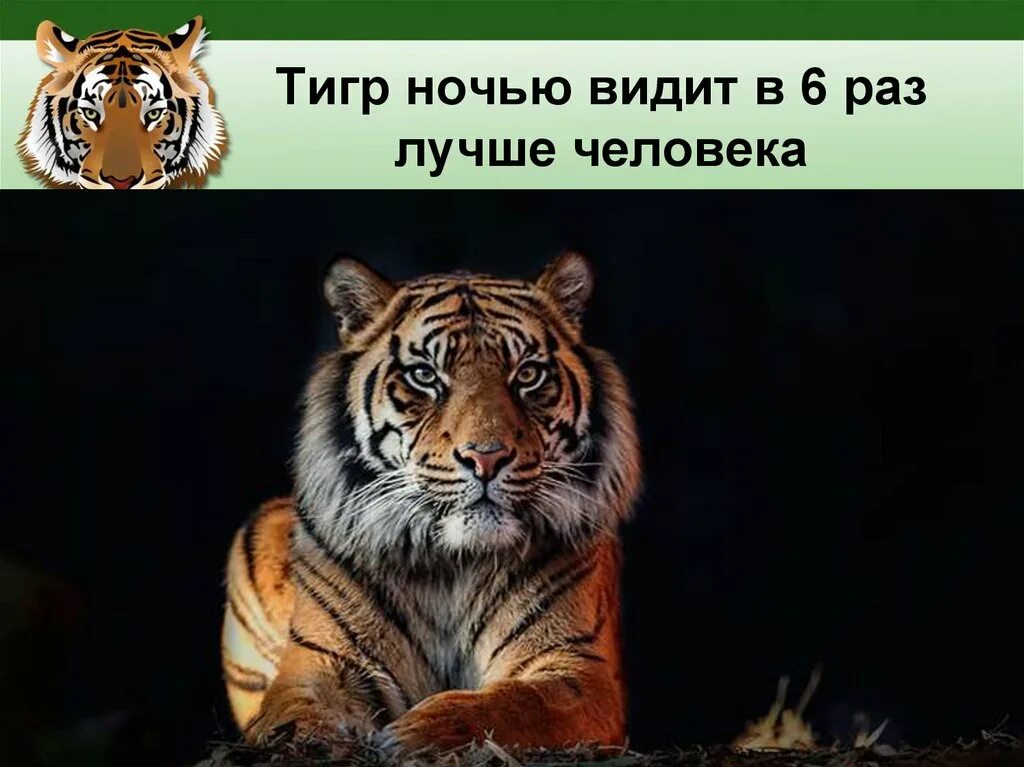 День тигра презентация. Тигр для презентации. Тигр ночью.