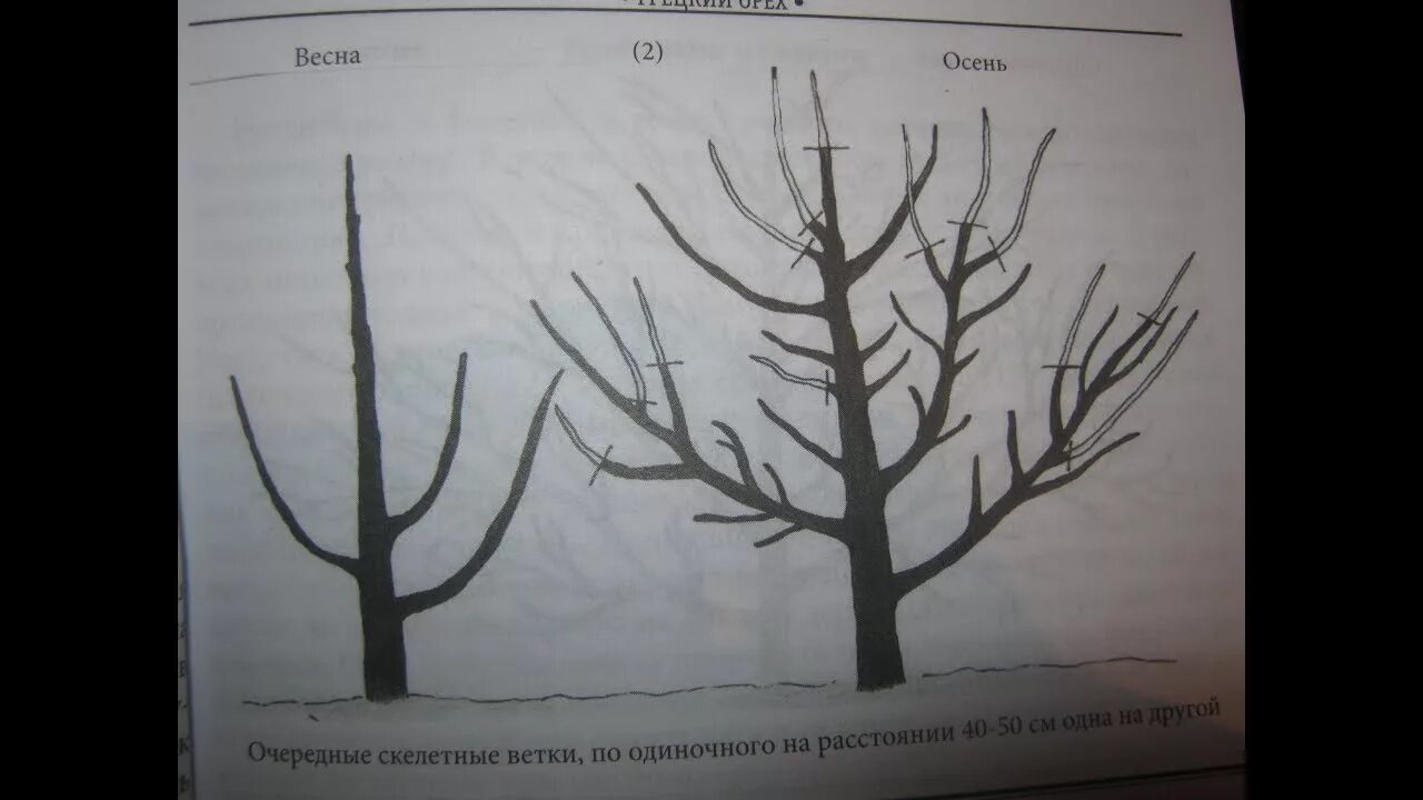 Как правильно обрезать орех. Формировка кроны грецкого ореха. Формировка грецкого ореха схема. Схема обрезки грецкого ореха весной. Обрезка ореха грецкого формировка.