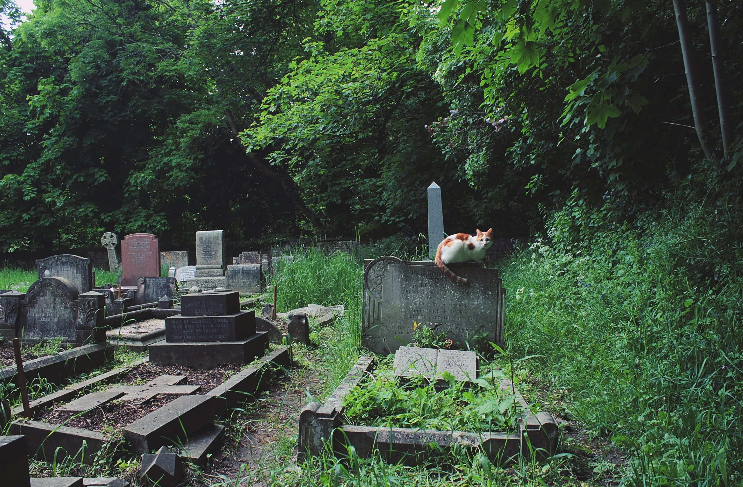 Где раньше были кладбища. Кладбище в джунглях. Фото заброшенных кладбищ. Могилы на природе. Фото кладбища и могил ночью.
