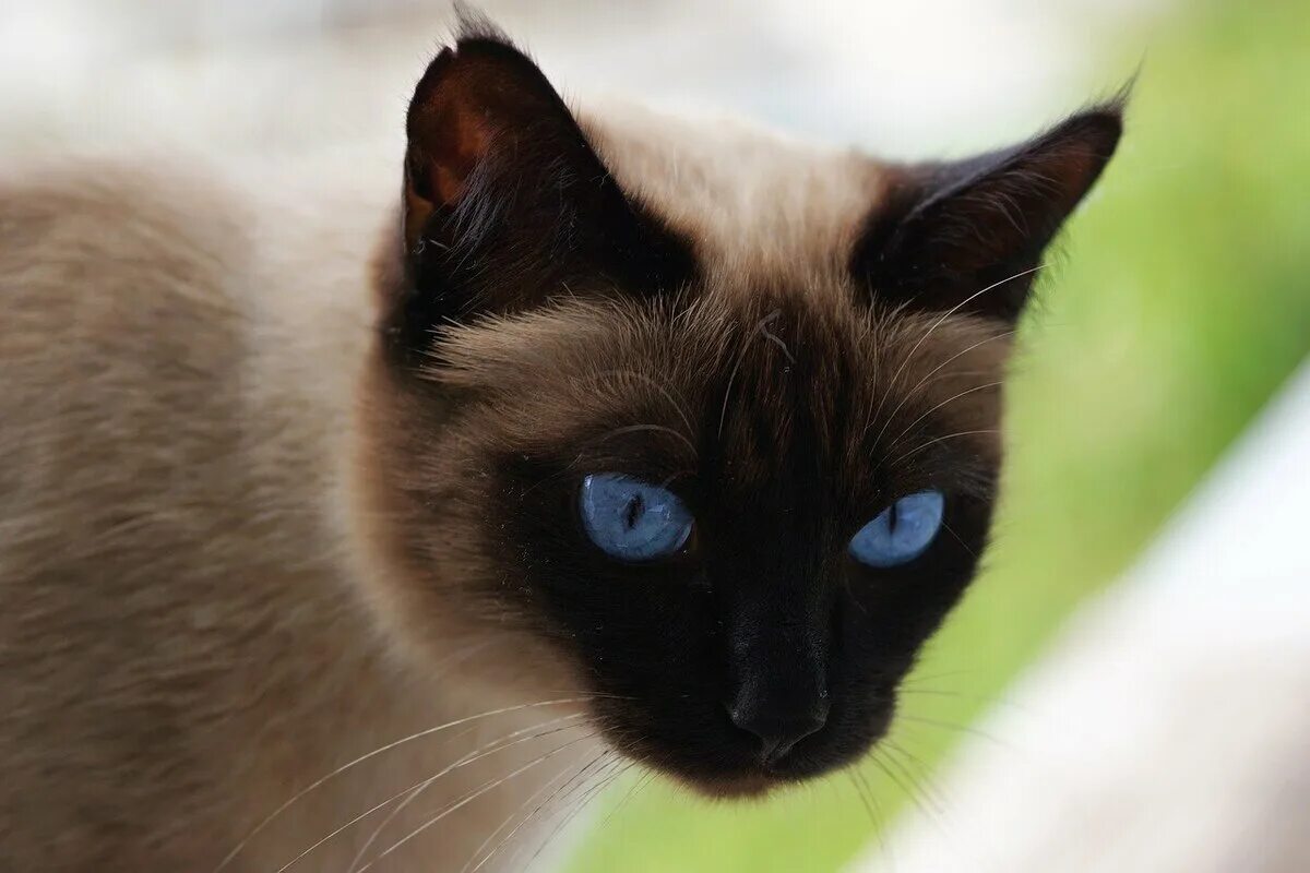Как выглядит cat