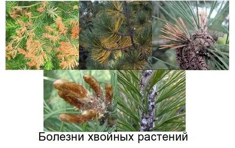 Болезни хвойников