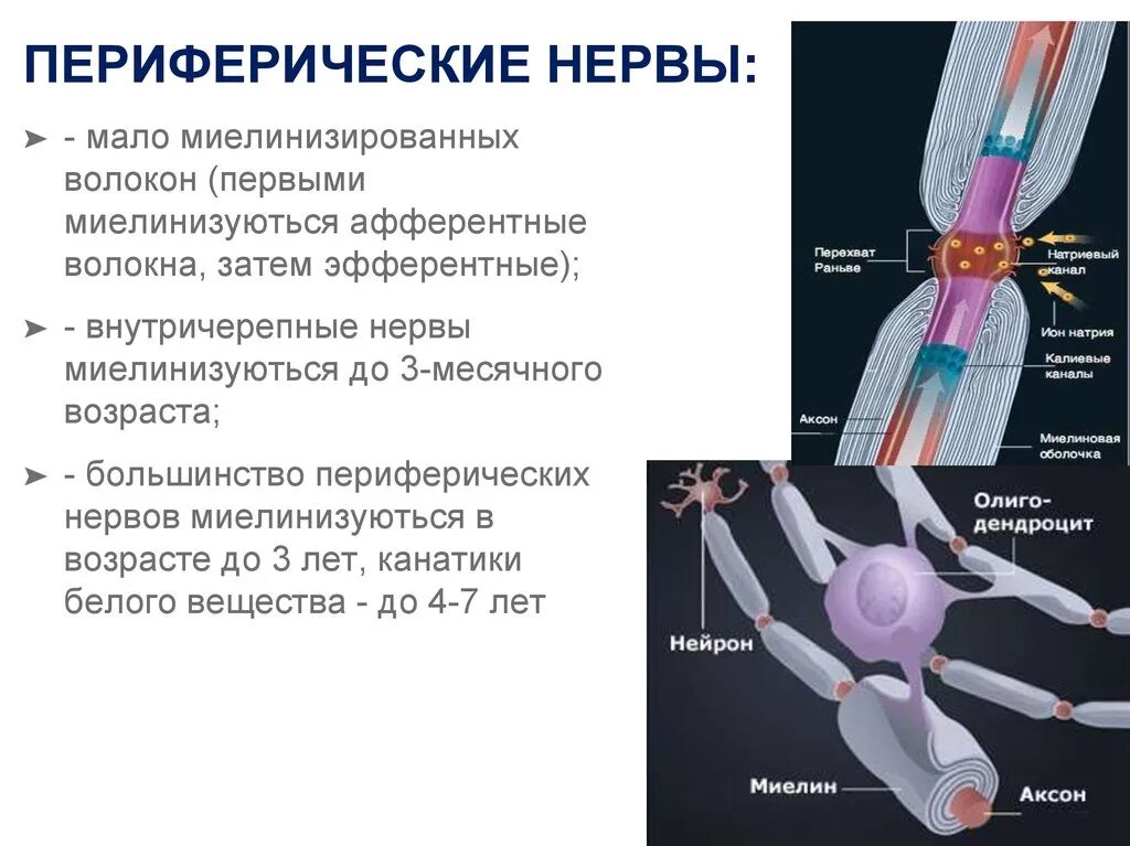 Периферический нерв функции. Механизмы регенерации периферического нерва. Типы периферических нервов. Строение периферических нервов. Строение периферического нерва.