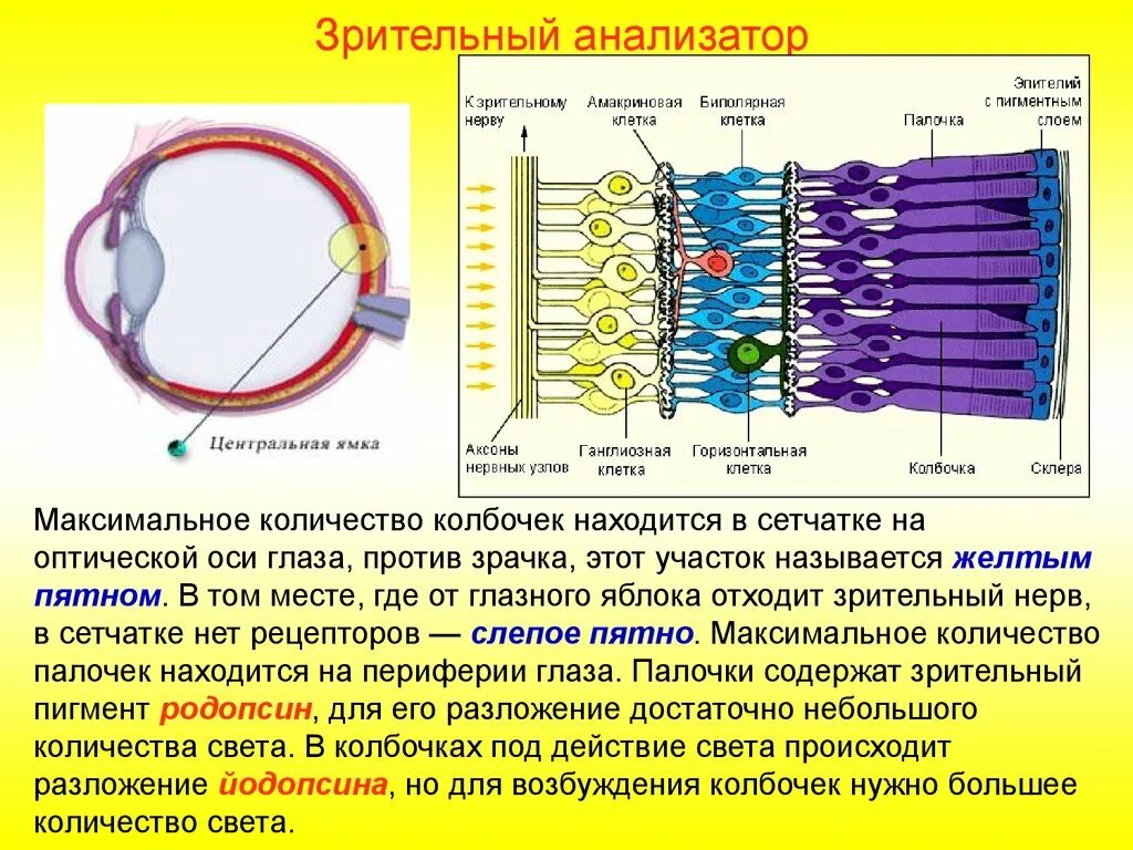 Фоторецепторы какой отдел. Зрительный анализатор палочки и колбочки. Строение глаза колбочки и палочки. Периферический отдел зрительного анализатора сетчатки. Строение колбочки сетчатки.