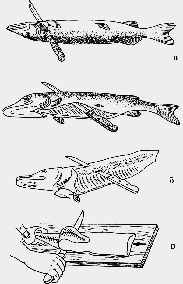 Схема разделки осетровой рыбы. Обработка рыбы разделка рыбы схема. Схема разделки осетровых рыб. Схема обработки рыбы с костным скелетом.