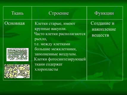 Строение клетки основные понятия