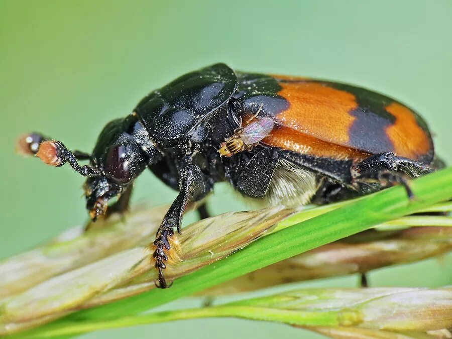 Жук Nicrophorus. Жук мертвоед Nicrophorus. Могильщик рыжебулавый Жук. Могильщик-погребатель(Nicrophorus vespilloides).