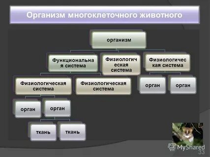 Системы органов многоклеточного организма