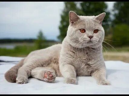 Мұндай порно сізді қорқытады.