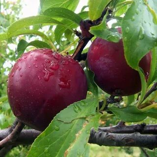 Плодовые почтой