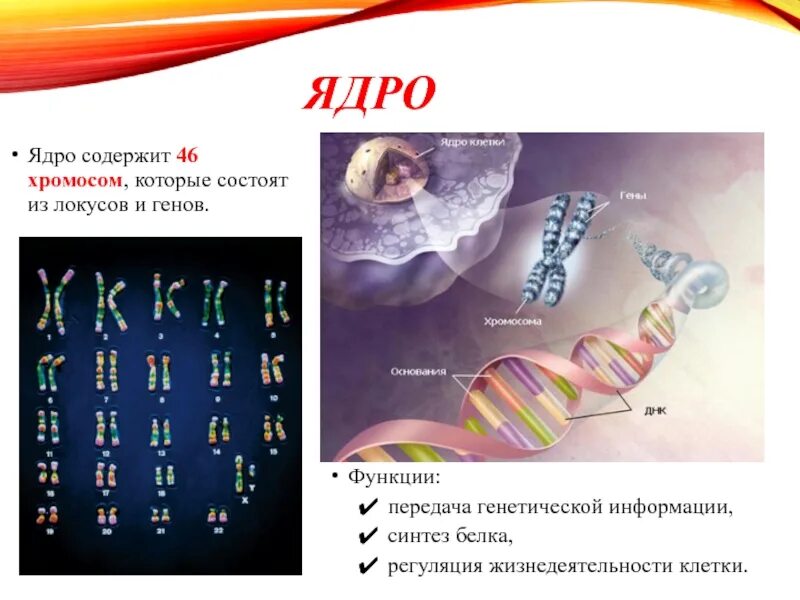 Ядро содержит наследственную информацию. Клетка ядро хромосома ДНК ген. Строение ядра хромосомы. Хромосомы в ядре клетки. Хромосомная ДНК В ядре.