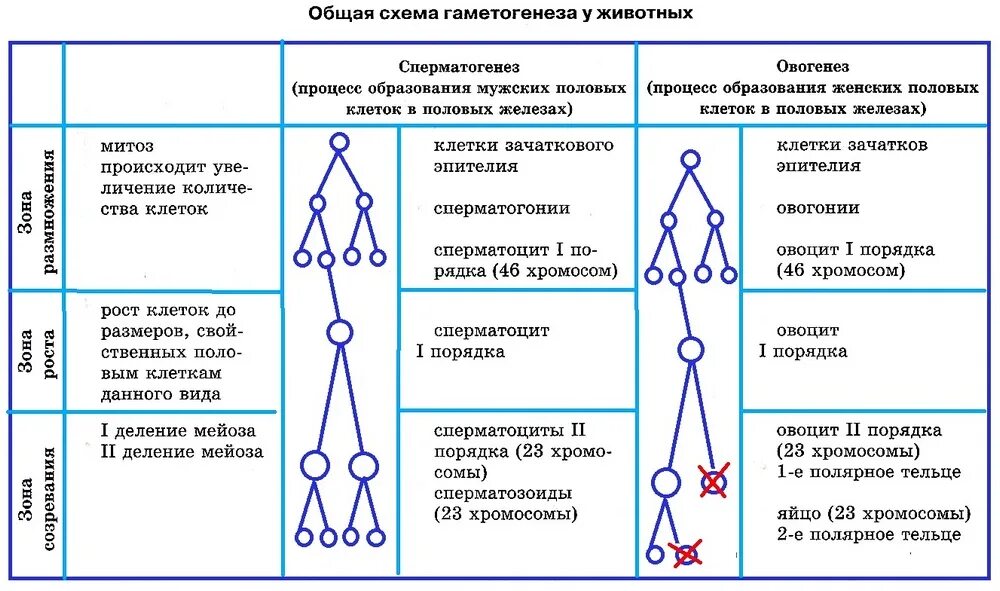 Общая схема гаметогенеза у животных. Общая схема гаметогенеза. Гаметогенез сперматогенез схема. Таблица фазы гаметогенеза процессы. Женского гаметогенеза