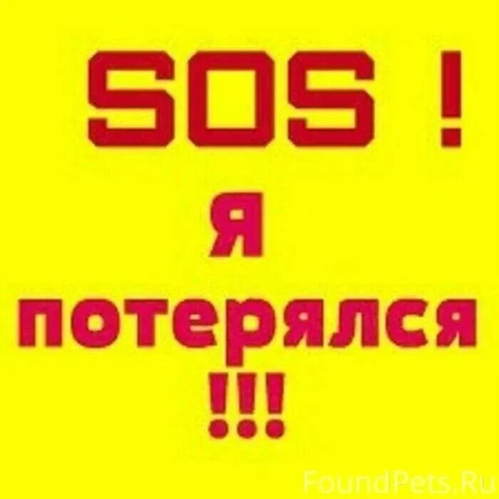 Я потерялся. Только она потерялась. Только она потерялась. Надпись я потерялся. Кто потерял собаку картинки.