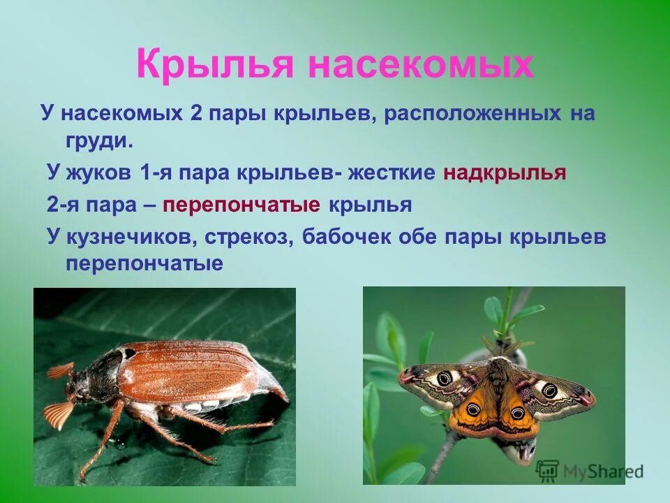 Перепончатокрылые насекомые строение крыла. Перепончатокрылые насекомые строение крыла. Сетчатое жилкование крыльев насекомых. Количество крыльев у насекомых. Крылья насекомых виды.