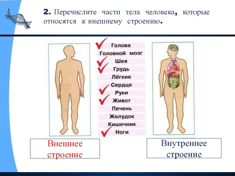Внутренняя часть человека. Органы и части тела человека ВПР 4 класс. Схема строения человека ВПР. Внешнее строение тела. Внешнее и внутреннее строение человека.