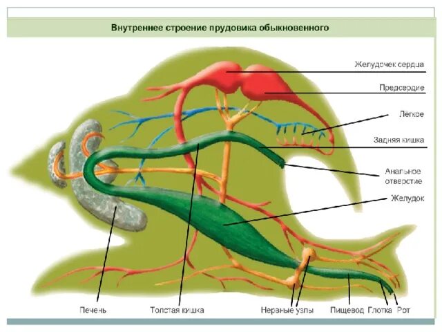 Дыхательная система улитки. Внешнее строение виноградной улитки. Брюхоногие моллюски пищеварительная система. Тип моллюски прудовик строение. Двустворчатые моллюски жабры.