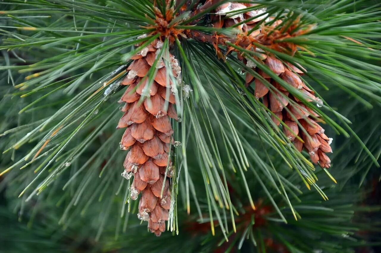 хвоинки сосны кедровой. Pinus sylvestris шишки. саша хвойный кедр. шишка сосны обыкновенной. сосна обыкновенная шишки и хвоинки.
