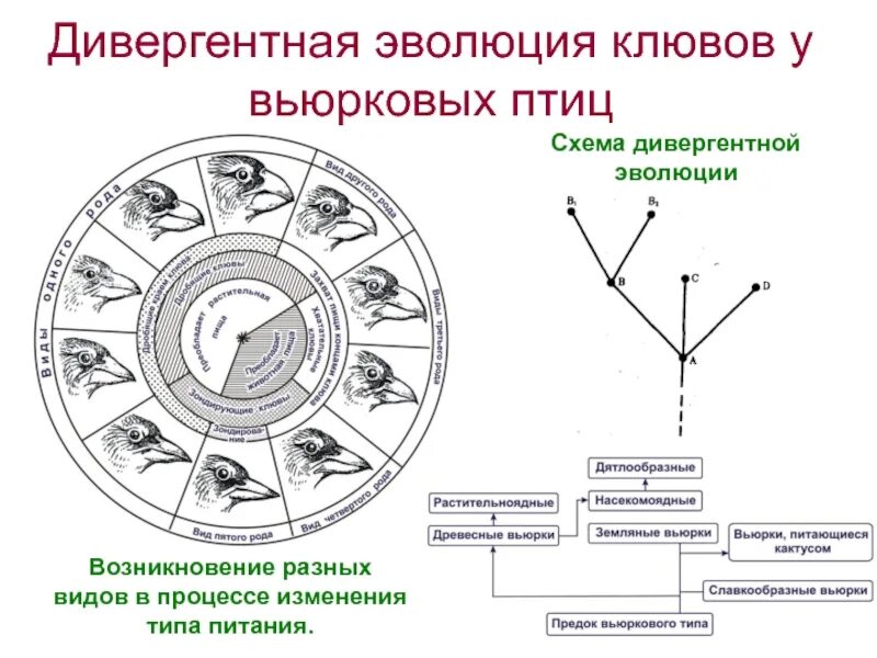 Дивергентная Эволюция примеры. Дивергентная форма эволюции пример. Схема дивергентной эволюции. Эволюция видов схема. Дивергентная форма