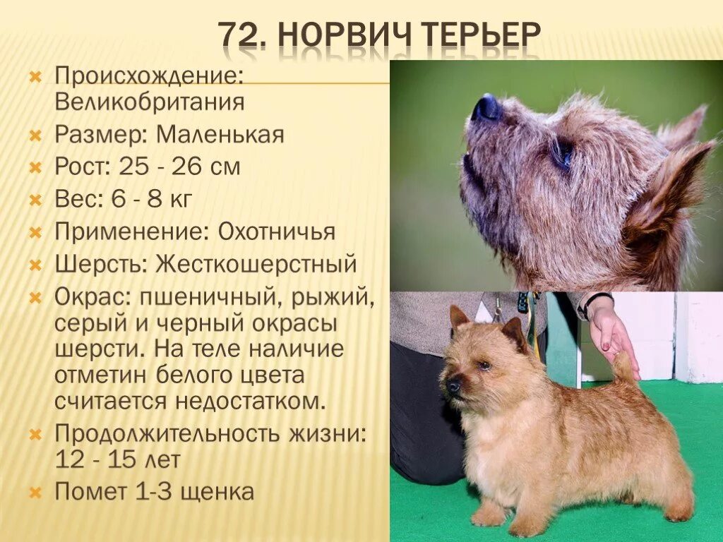 Сколько типов шерсти у собак