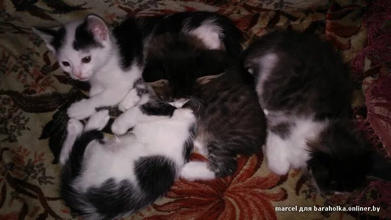 Включи котенка лайка как он. Включи котенка лайка как он