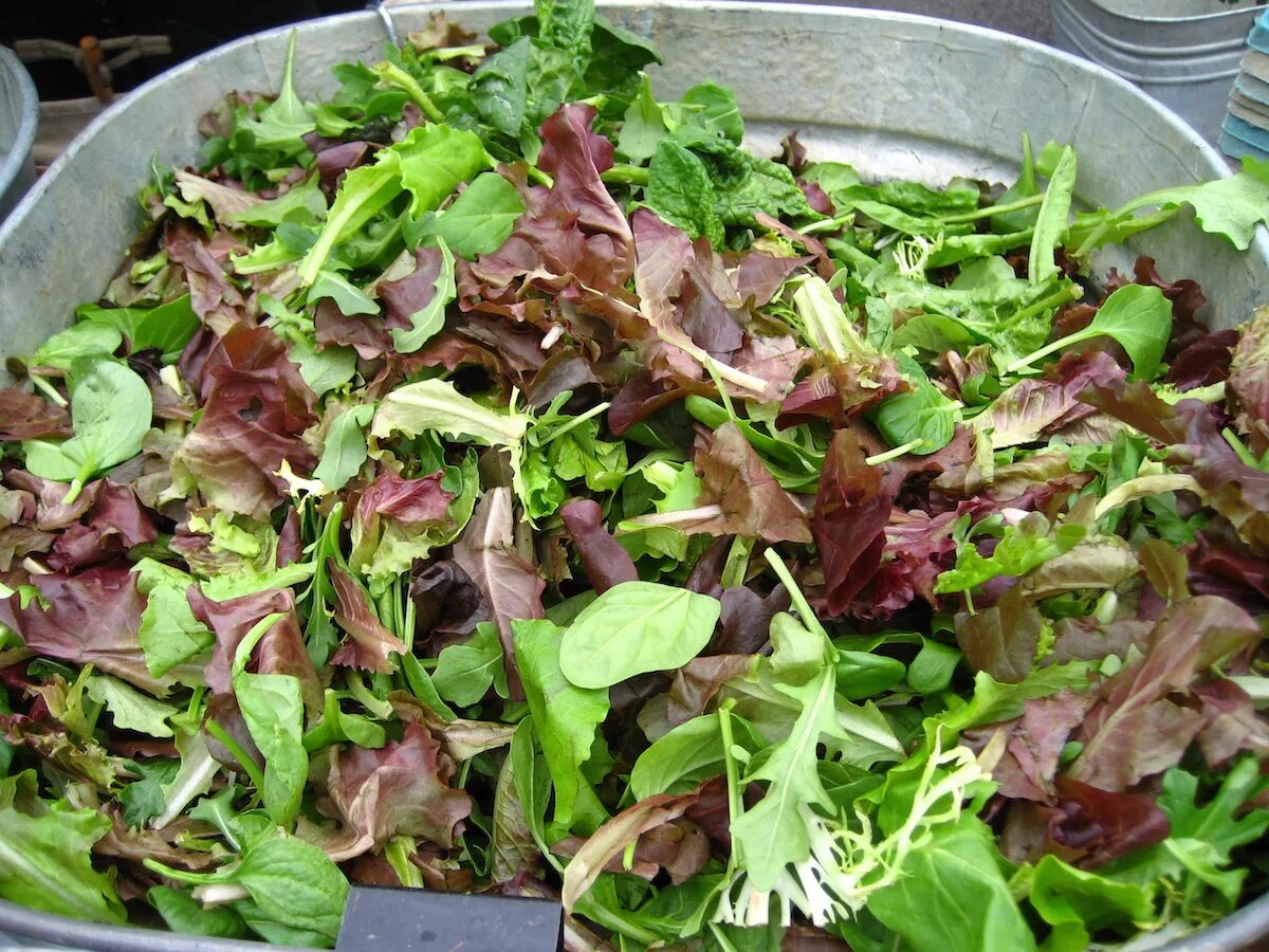 Салат какая почва. Салат Месклан. Листья салата. Микс из салатных листьев. Салат листовой.