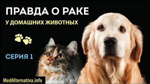 Правда раково