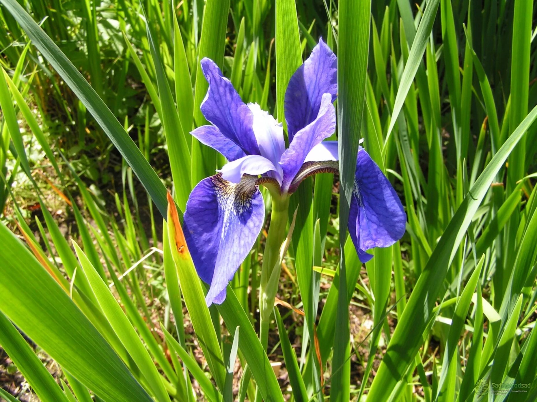 Три сы. Ирис Сибирский Iris sibirica. Ирис Касатик Сибирский. Ирис Сибирский (Iris sibirica `Barcelona`). Цветок Сибирский Ирис Касатик.