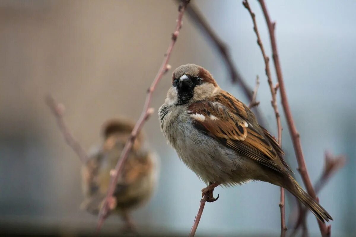Воробьинообразные воробьинообразные. Passerculus sandwichensis. Полевой воробей. Птицы из воробьиных сканворд 6 букв. Птицы из воробьиных сканворд 6 букв.