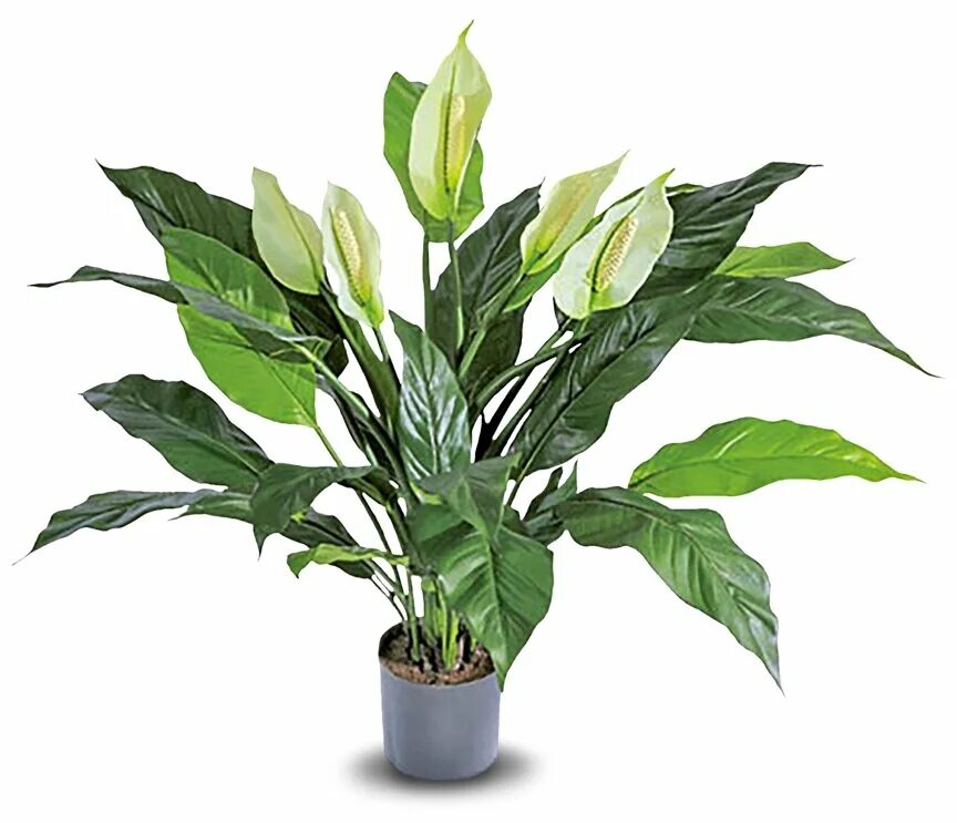 Спатифиллум спб. Спатифиллум торелли. Спатифиллум свит сильвио. Лечуза спатифиллум. Спатифиллум свит чико d13 h45.