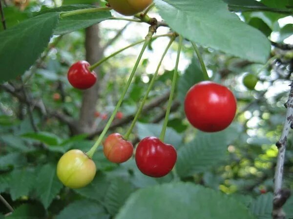 Черешня амброзия. Неспелая черешня. Вишня плодовая ровесница. Вишня неспелая вишня. Завязь черешни.