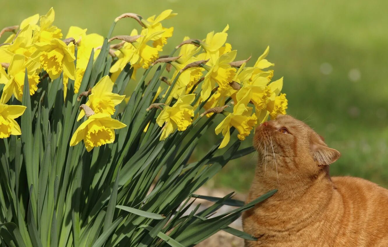 Кот ест мимозу. Весенний котик.