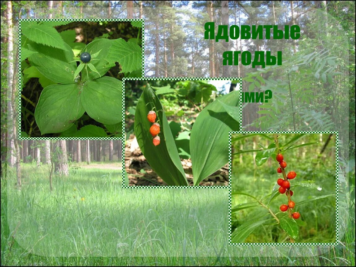 Ядовитые лесные ягоды. Есть ядовитые ягоды. Жимолость лесная ядовитая. Несъедобные лесные ягоды южный урал. Жимолость волчья ягода несъедобная.